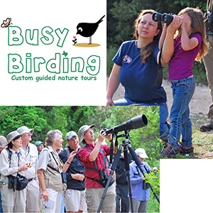 Busy Birding